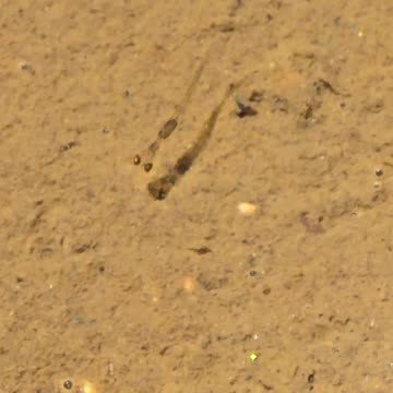 Baby fish in the river / small fish in the water / beautiful animal in the river.