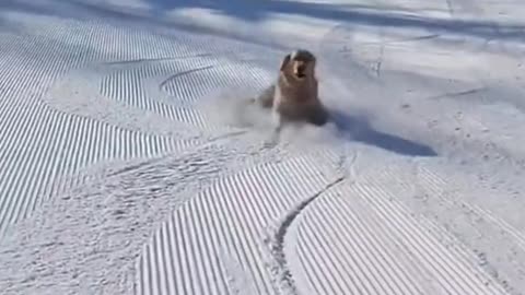 #doglover #snow #funnyanimals #funnyvideos What gotta happens when a dog meets snow