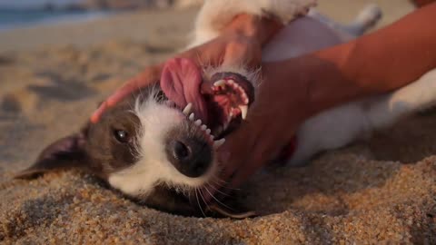 Best Animal Funny Video,dog funny video
