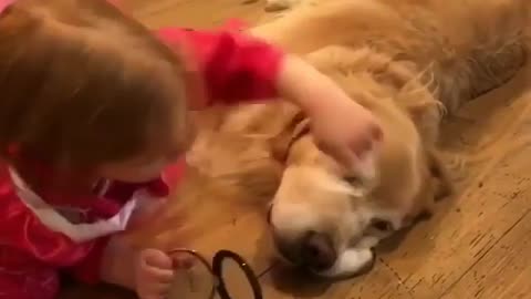 A golden retriever with nothing to love