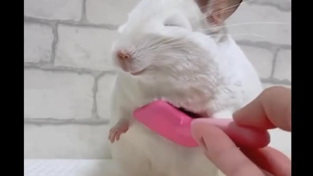 Combing a guinea pig's fur