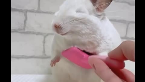 Combing a guinea pig's fur