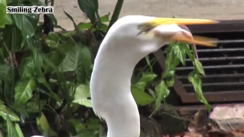 EGRET EATS MOUSE