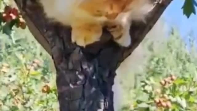 Is the cat looking for food in the tree?