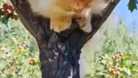 Is the cat looking for food in the tree?