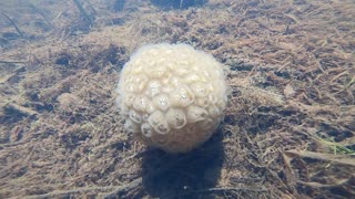 Magnificent Bryozoan