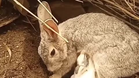 The mother who protects the rabbit's kids