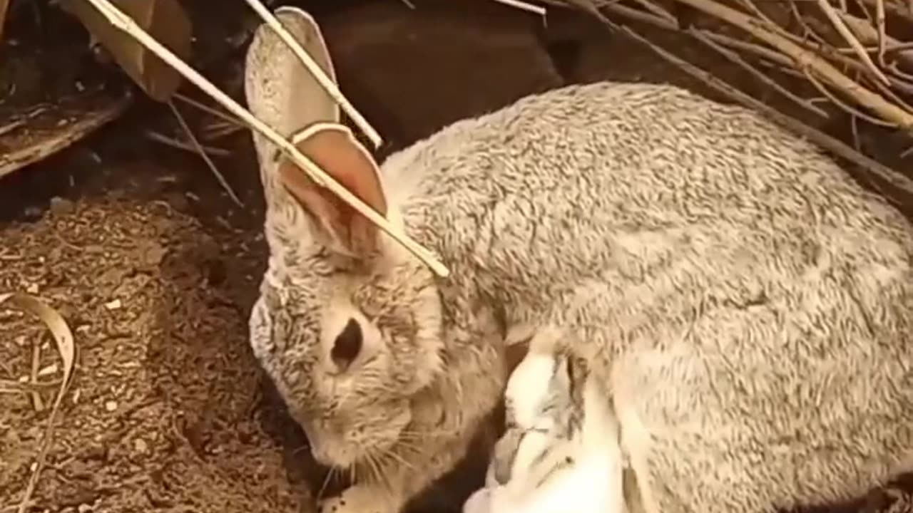 The mother who protects the rabbit's kids