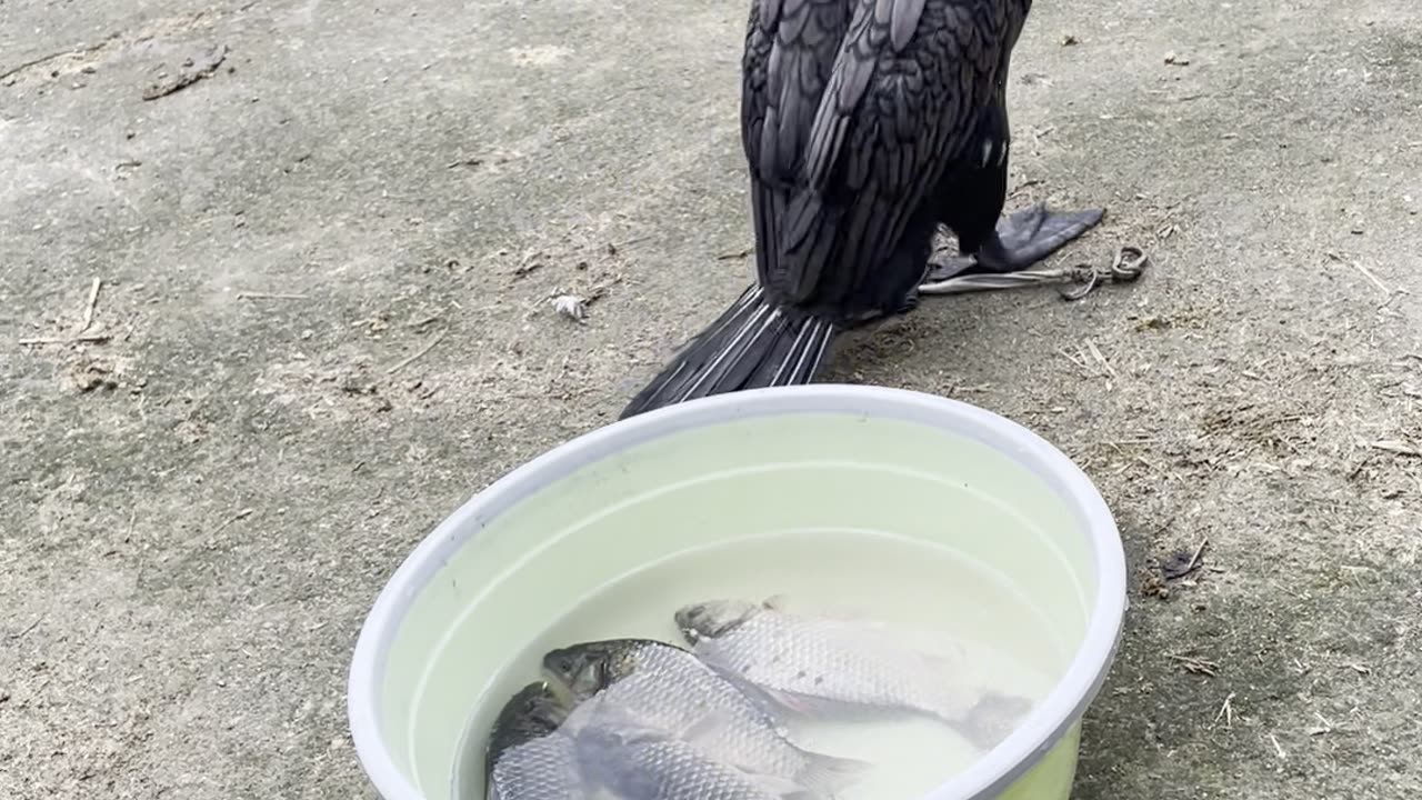 How many fishes did you think this bird could take?