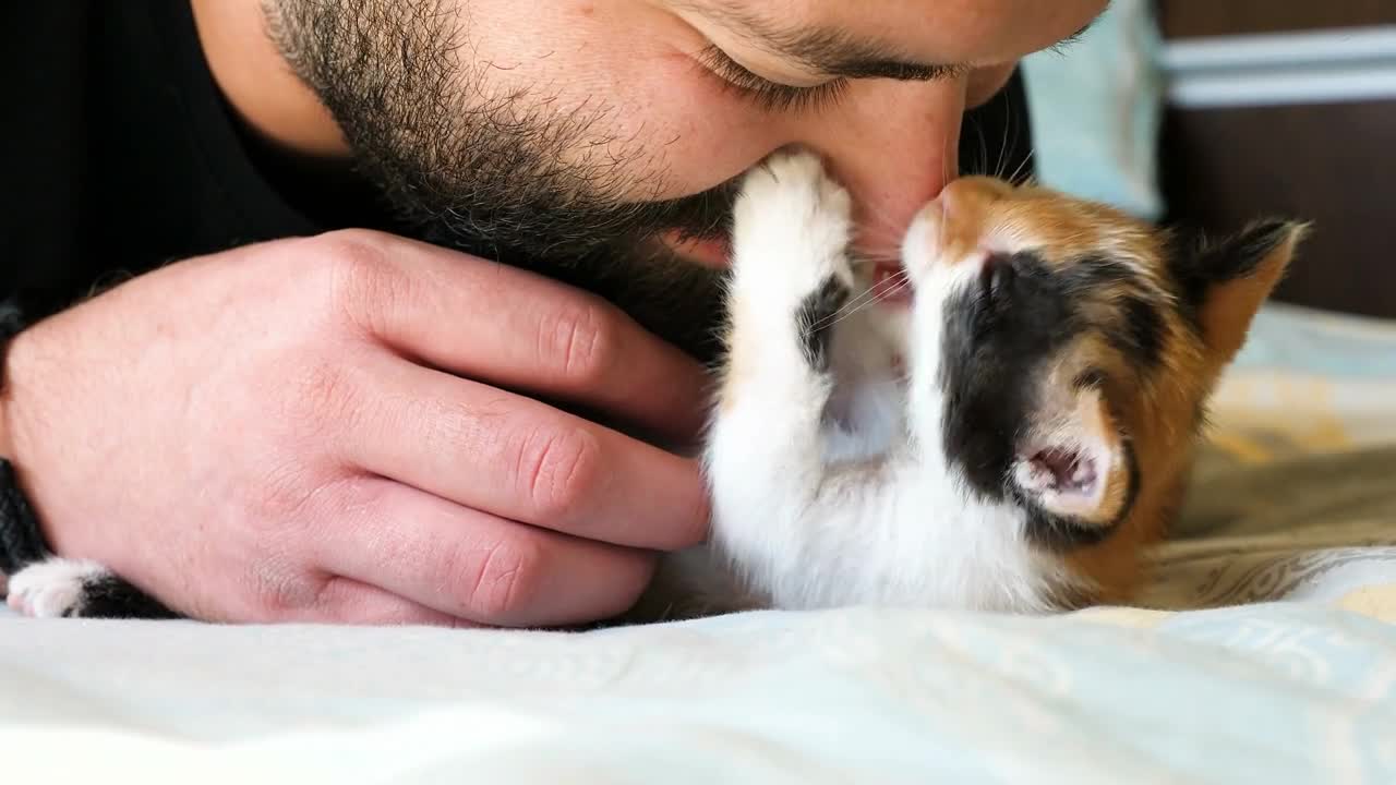 Funny video. Little kitten is grabbing and biting a bearded man nose