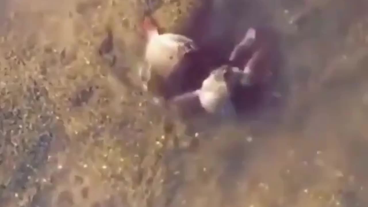 Male Crab Protecting Female Crab When A Human Tries Messing With Her