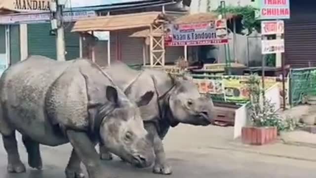 Two Rhinos Casually Stroll Down the Streets in Nepal