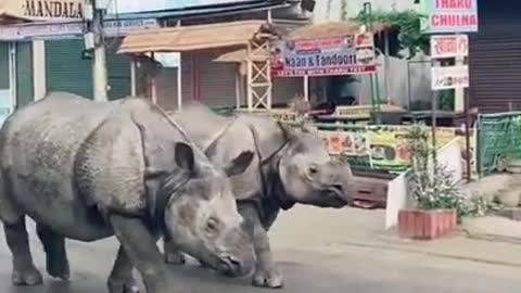 Two Rhinos Casually Stroll Down the Streets in Nepal