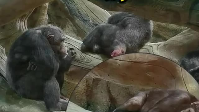 Group of chimpanzees