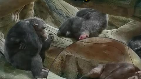 Group of chimpanzees