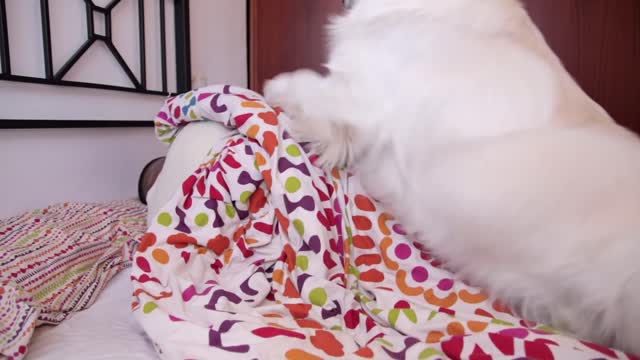 My Cute Dog Waking Me Up