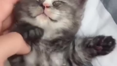 Top funny cute cat rendom viral clips