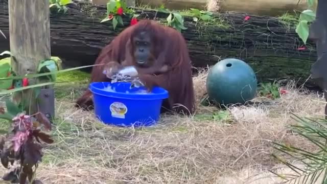 Sandra the orangutan!