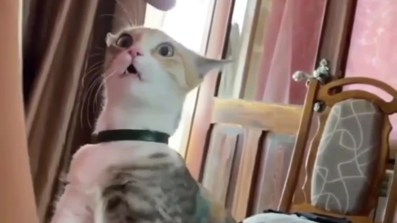 Funny Cat Videos