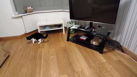 Cat Chases Other Cat