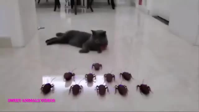Funny cats