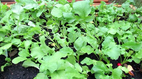 Tips for Growing Radishes: Fertilizing, Planting, Spacing, Thinning, Soil & Growth