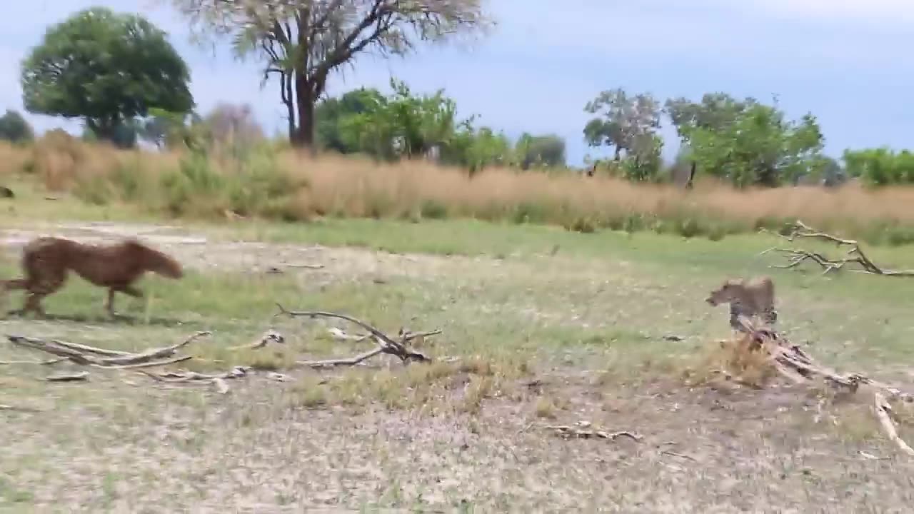 Cheetah vs leopard