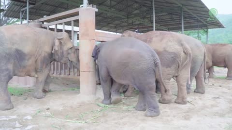 Elephants Run To Greeting A New Rescued Baby Elephant - ElephantNews