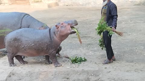 How water elephants eat food.