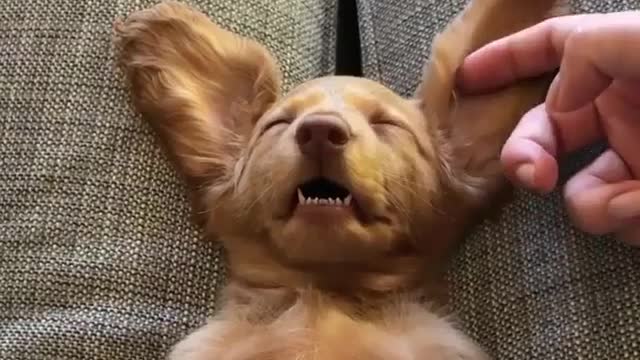 If you want, dog, he knows how to move your heart