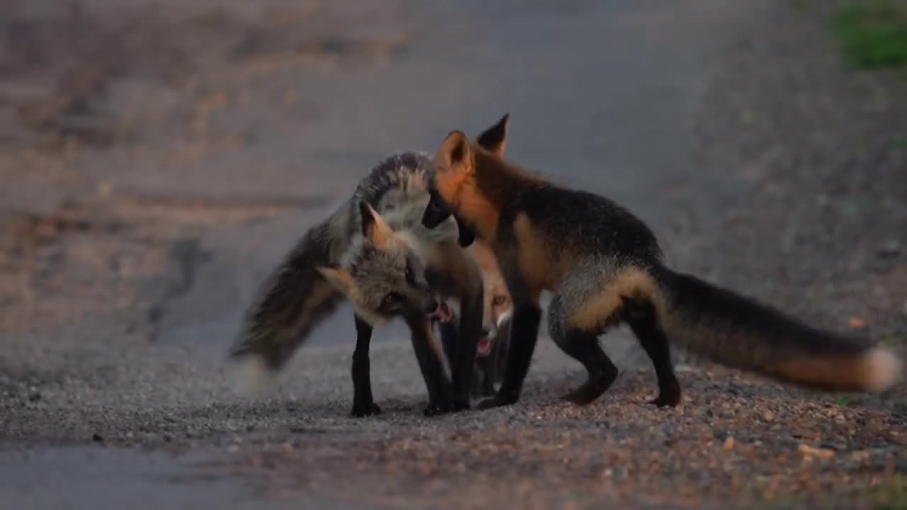 vNewfoundland Foxes