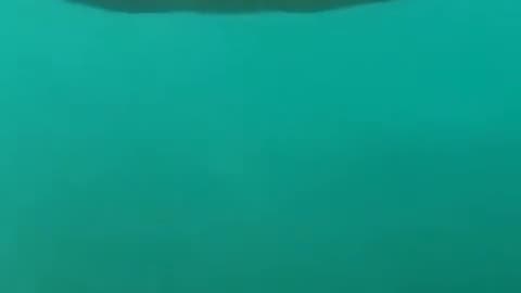 Massive Saltwater Croccodile casually swimming