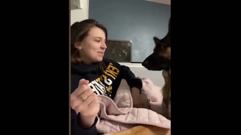 amazing and funny pet videos try not to laugh with these pet videos