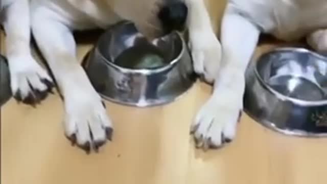 A greedy dog