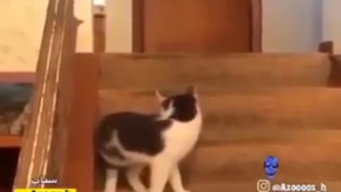 Funny, cat video 2