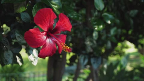 Red flower of a tree in a garden