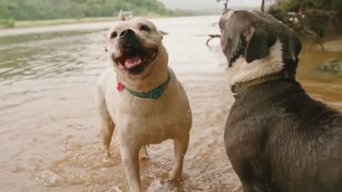 Dog Training On Woter Full Training Skill's