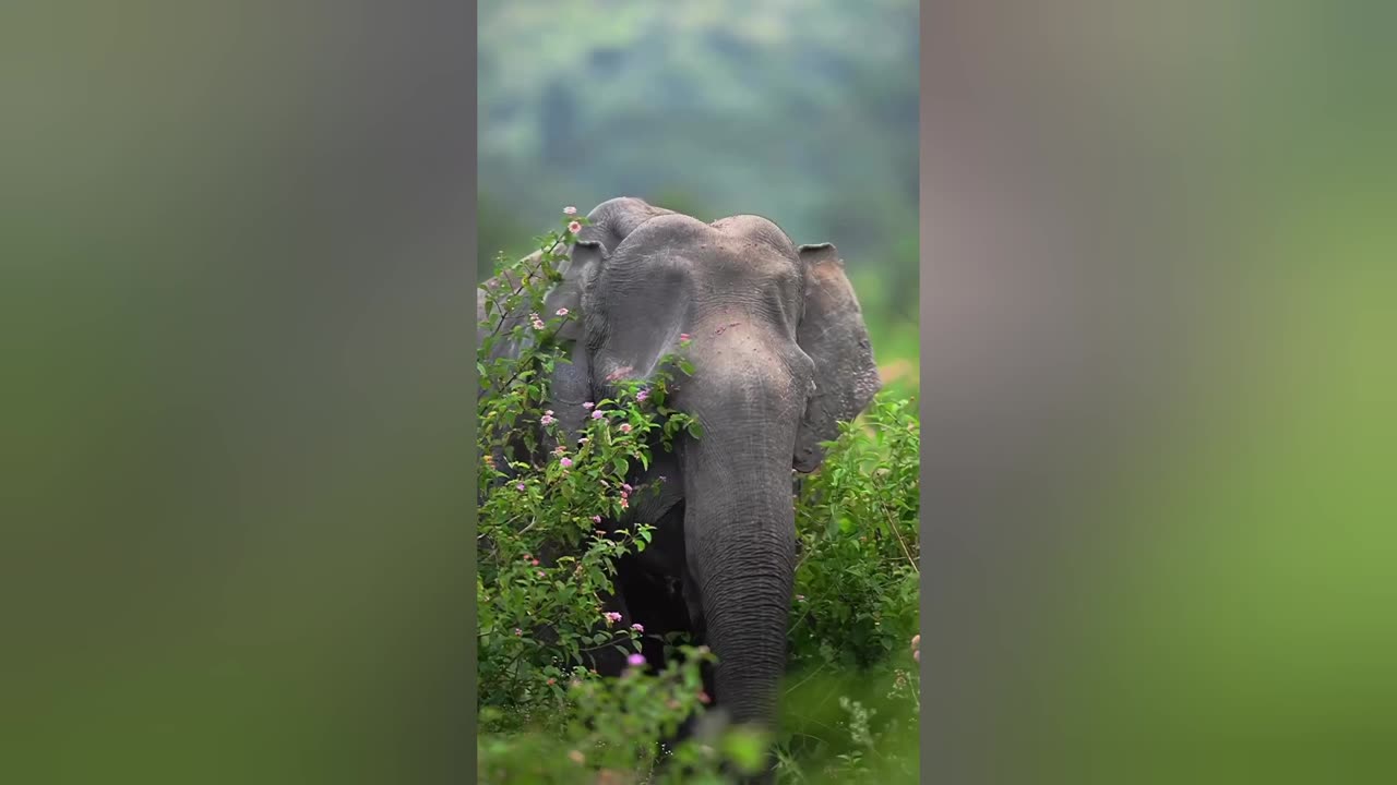 Cute elephant