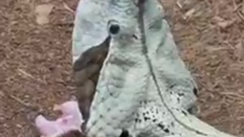 Animal: Snakes jaw