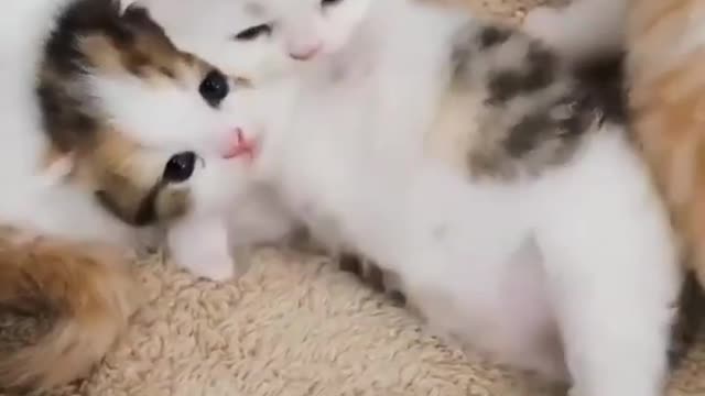 Baby Cats😹 - Cute and Funny Cat Videos #part 16