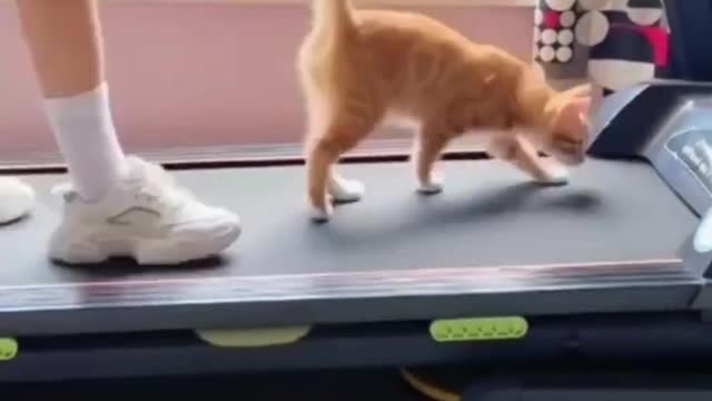 Cat walk