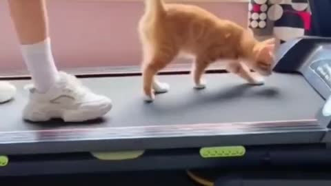 Cat walk