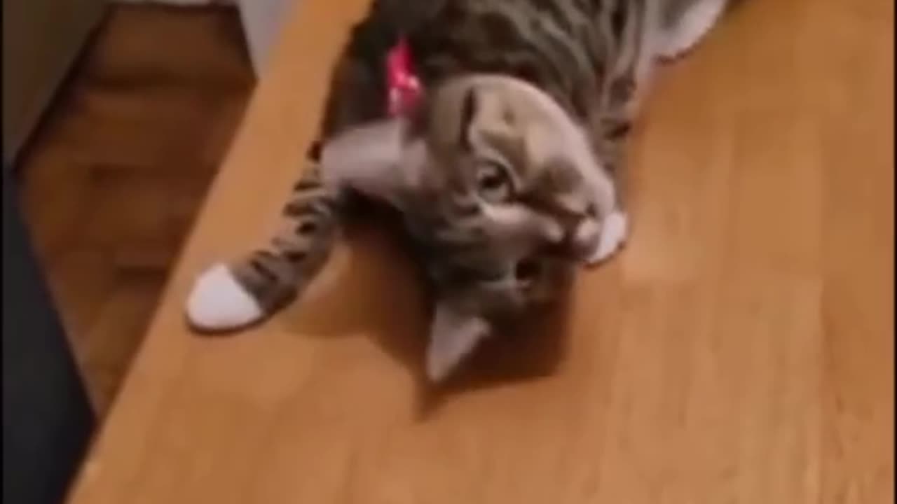 Inclut une communication commerciale funny animals