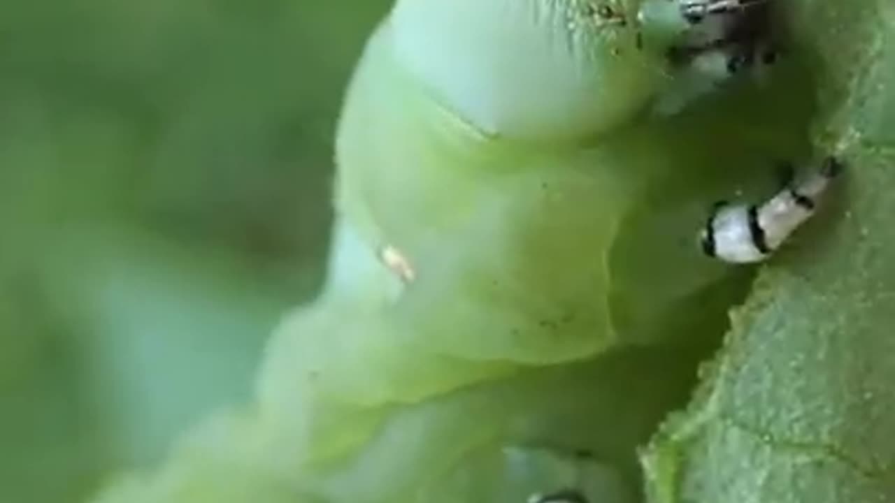 CATERPILLAR DEVOURING LEAF!