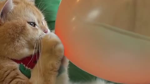 Boom 💥💥, scared me!, #exlittlebeans#funny-cats#cat#funny#video