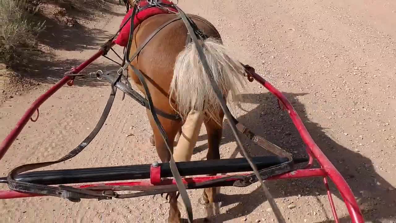 Pickles practicing for our Iron County Fair Parade @Baybeka Ranch