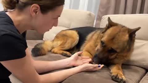 Funny German Shepherd Reacts to Cuddles and Kisses [Cuteness Overload]