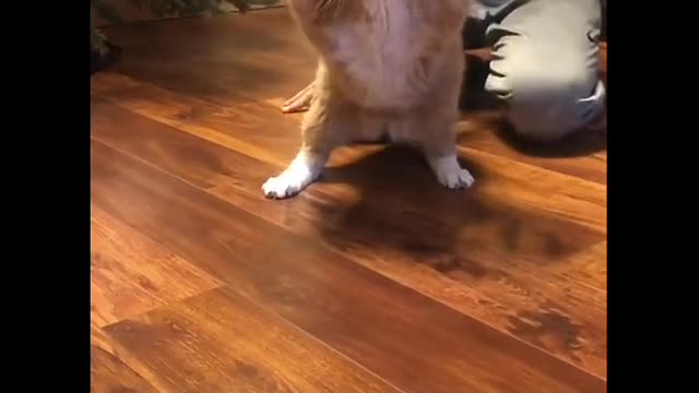 The cat is afraid of sticky papers