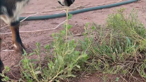 Baby Goat Breaks into Chicken Coop: H5 Ranch Shenanigans