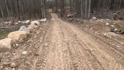 Relaxing Walk With Dogs
